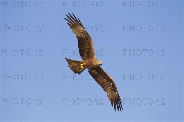 Black kite