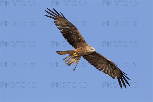 Black kite