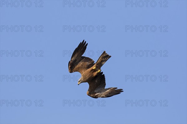 Black kite