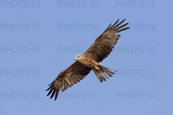 Black kite