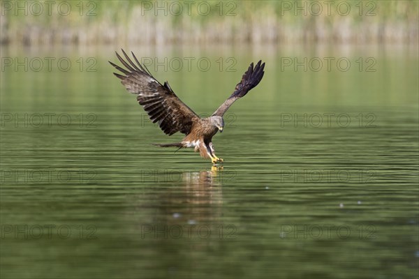 Black kite