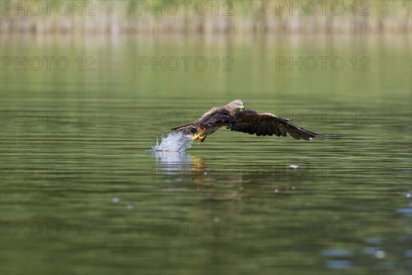 Black kite