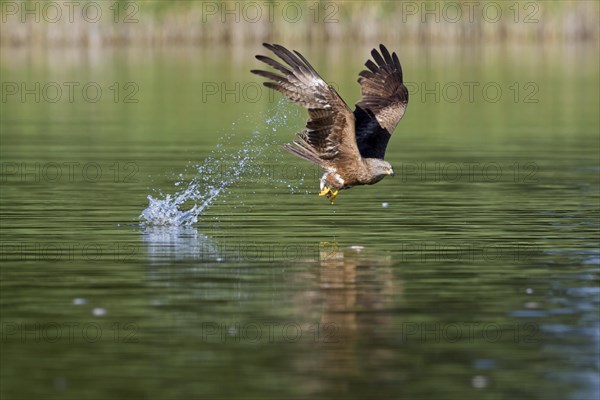 Black kite