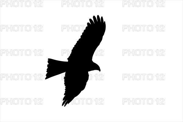 Silhouette of soaring black kite