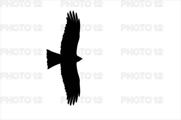 Silhouette of soaring black kite