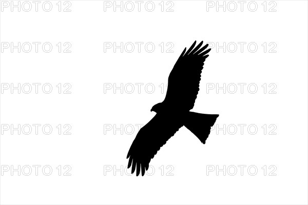 Silhouette of soaring black kite