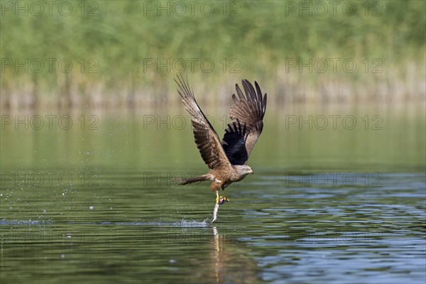 Black kite