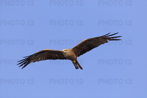 Black kite