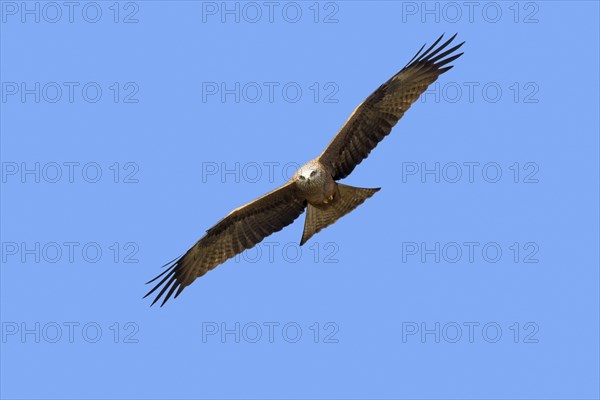 Black kite