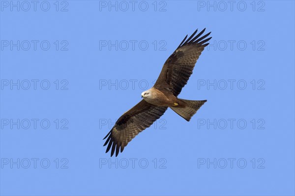 Black kite