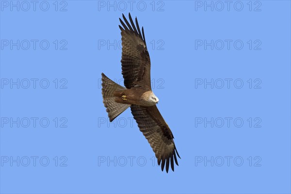 Black kite