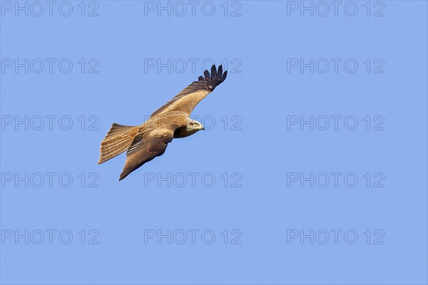 Black kite