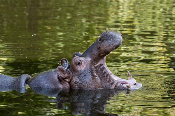 Close up of common hippopotamus