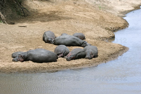 Hippos