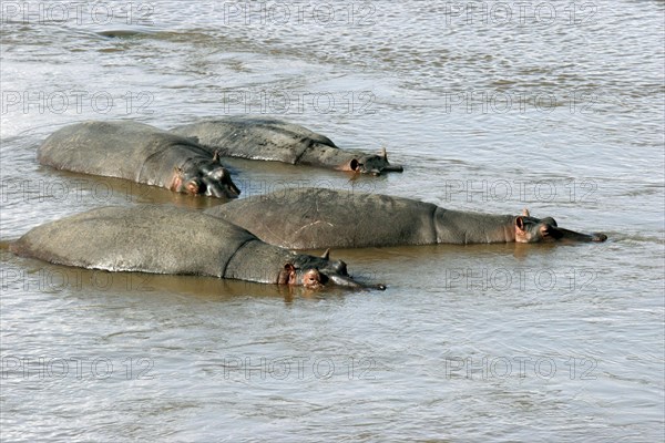 Hippos