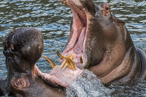 Fighting hippopotamuses