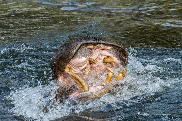 Common hippopotamus