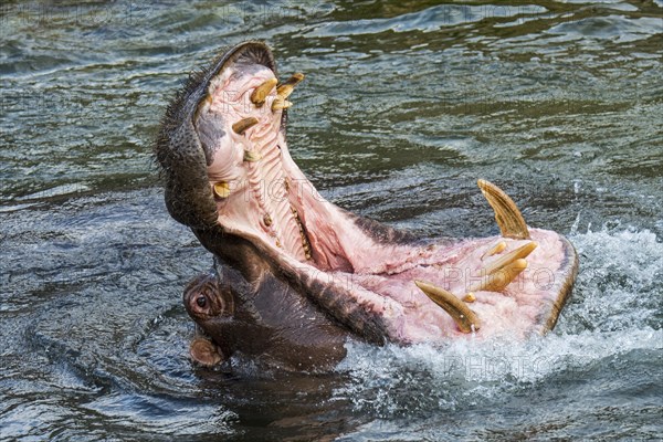 Common hippopotamus