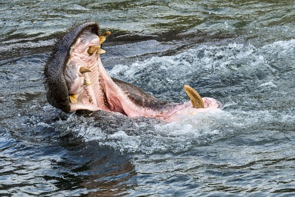 Common hippopotamus