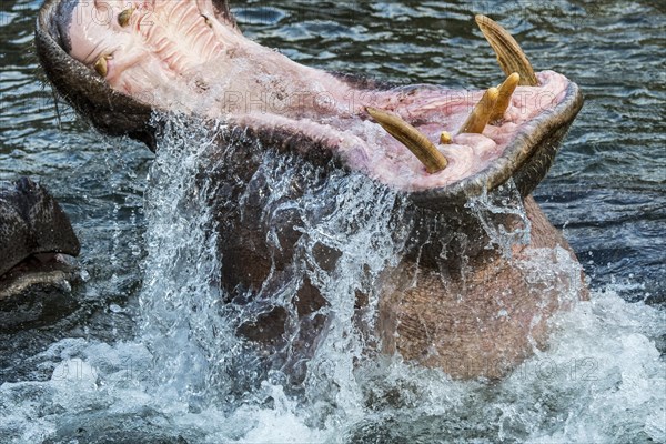 Common hippopotamus