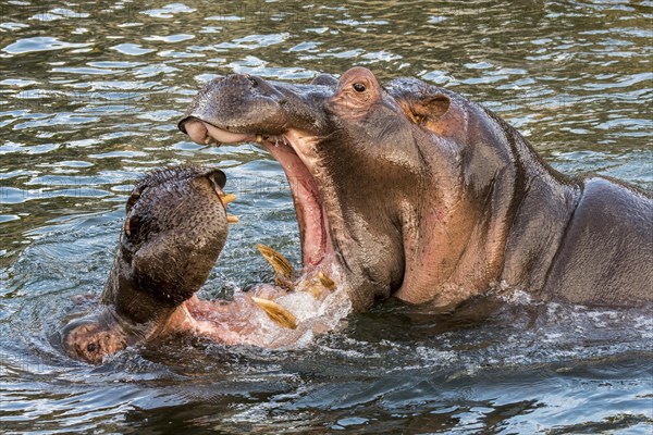 Fighting hippopotamuses