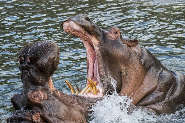 Fighting hippopotamuses