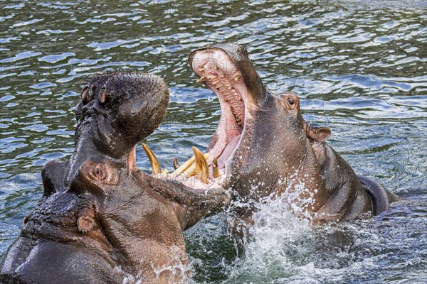 Fighting hippopotamuses