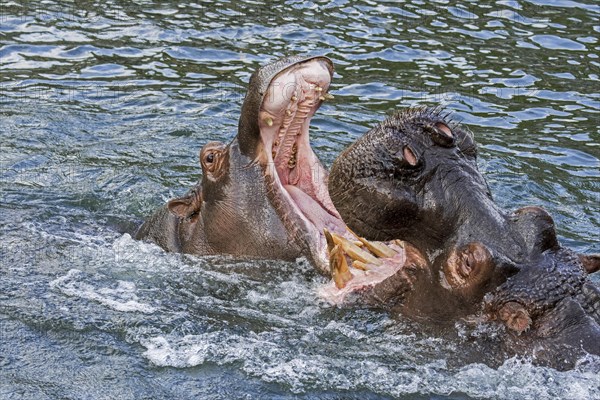 Fighting hippopotamuses