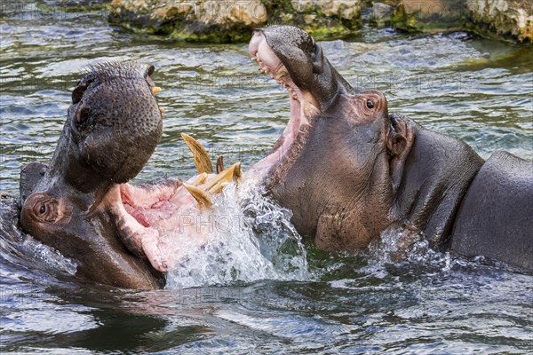 Fighting hippopotamuses