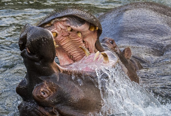 Fighting hippopotamuses