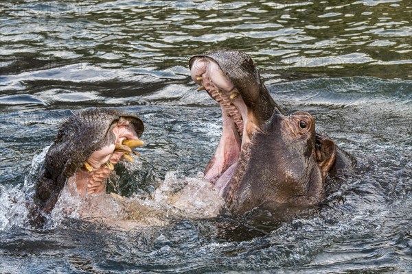 Fighting hippopotamuses