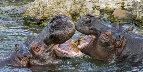 Fighting hippopotamuses