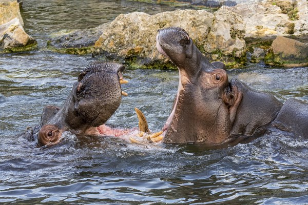 Fighting hippopotamuses