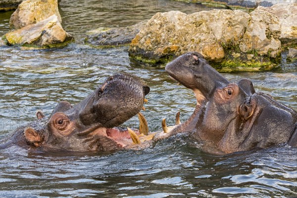 Fighting hippopotamuses