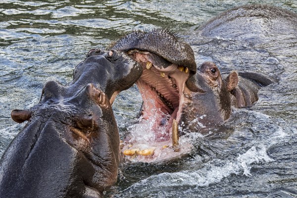 Fighting hippopotamuses