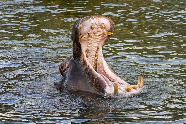 Close up of common hippopotamus