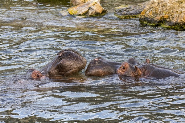 Couple of hippopotamuses