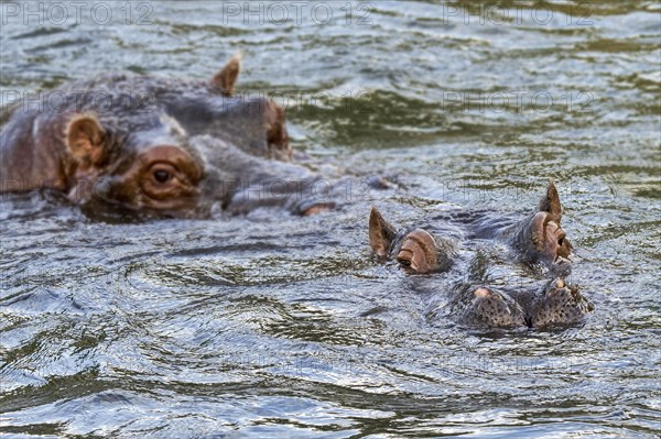 Couple of hippopotamuses