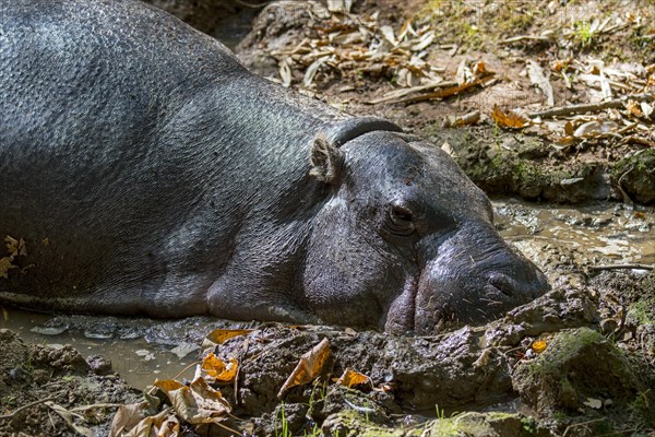 Pygmy hippopotamus