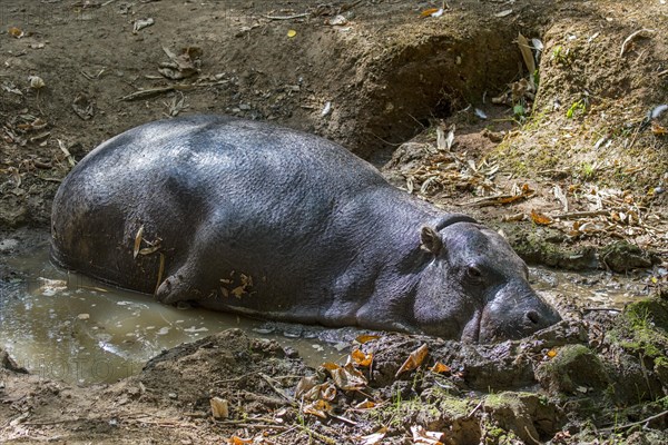 Pygmy hippopotamus