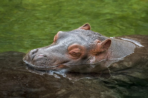 Close up of cute baby common hippopotamus