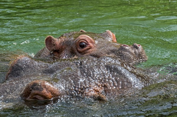 Close up of cute baby common hippopotamus