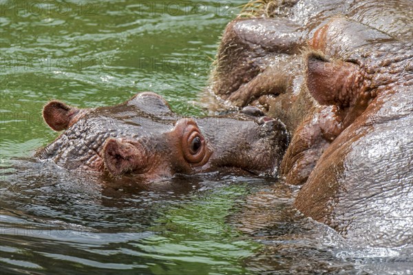 Close up of cute baby common hippopotamus