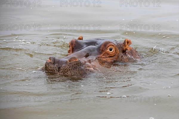 Close-up of surfacing hippopotamus