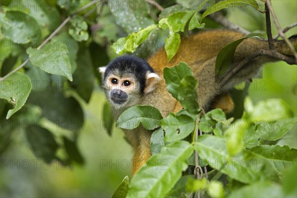 Bolivian squirrel monkey