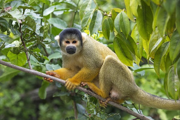 Bolivian squirrel monkey