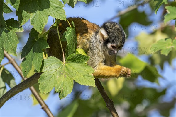 Black-capped squirrel monkey