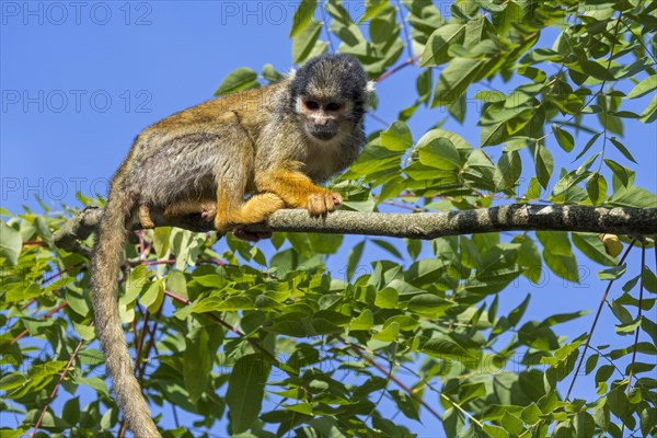 Black-capped squirrel monkey