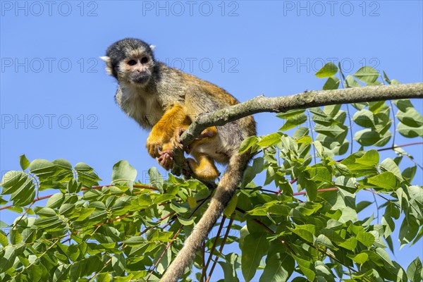 Black-capped squirrel monkey