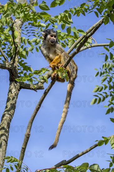 Black-capped squirrel monkey